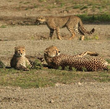 The best Tanzania safari packages 2025 from USA