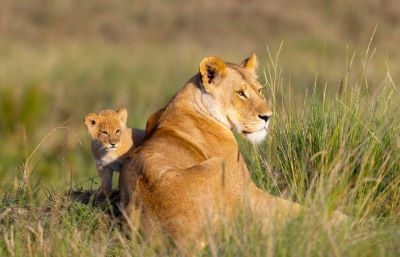 top 6 days tanzania safari from india