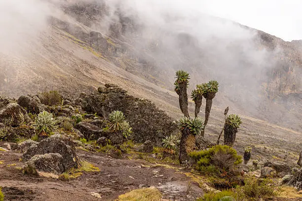 Marangu trail through rainforest