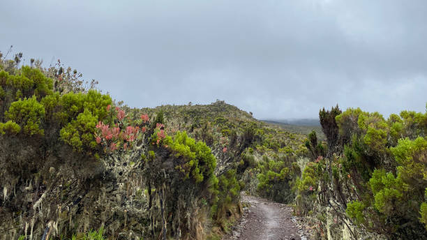 Mweka descent