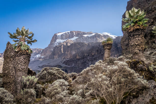 Kibo peak from Kilimanjaro trail