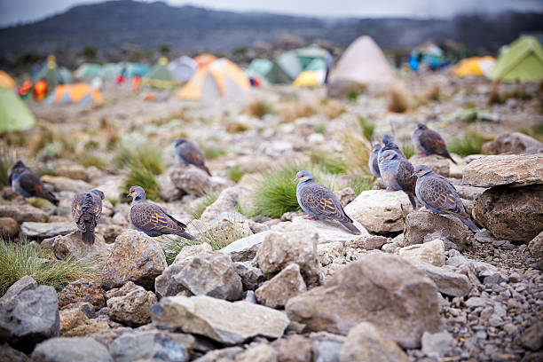 Karanga Camp
