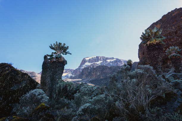 Kibo peak from Kilimanjaro trail