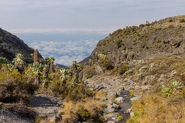 Kibo peak from Kilimanjaro trail