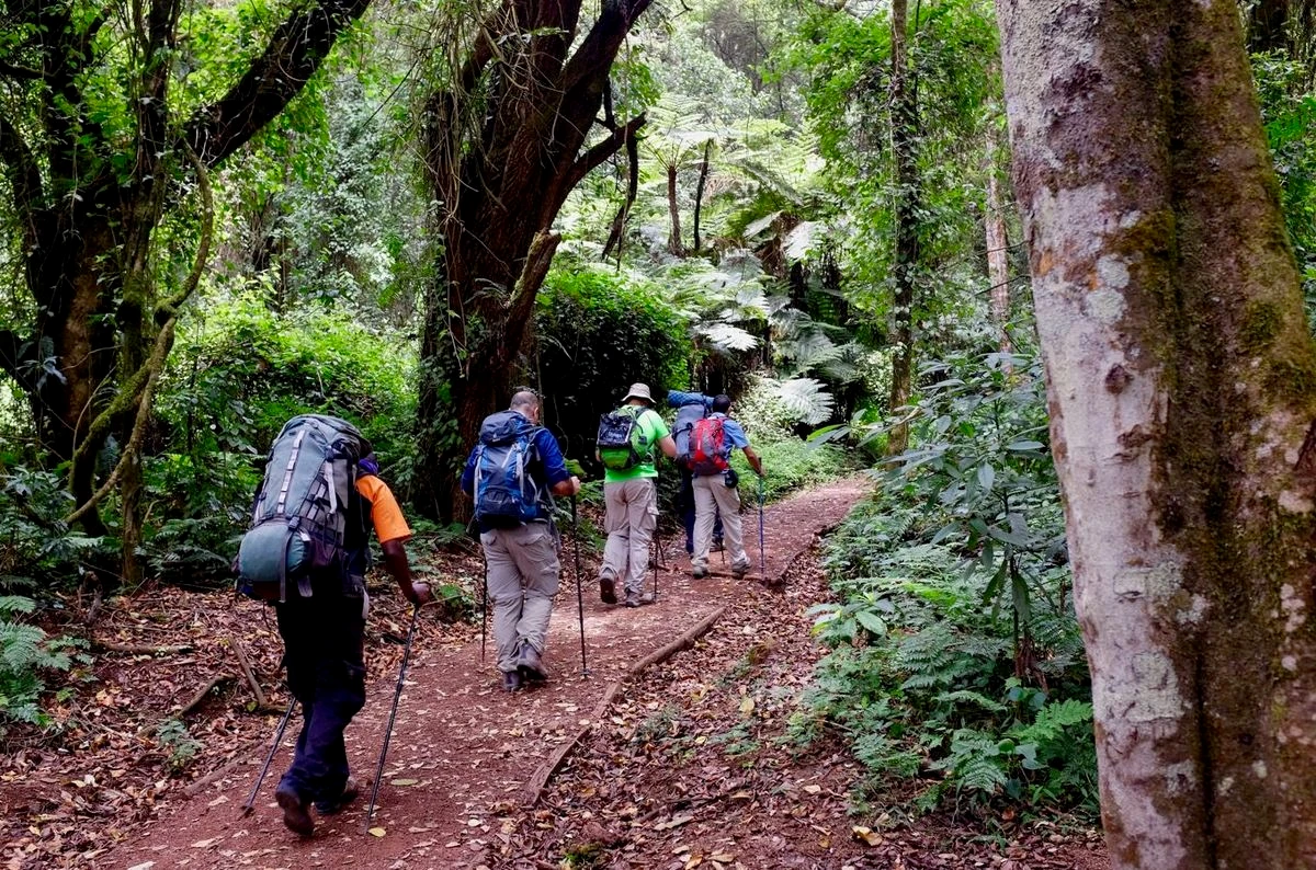 Mweka Camp in the upper forest